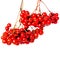Winter berry branch with red holly berries hanging isolated on w