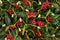 Winter Berry Holly and Mistletoe