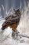 Winter with big white beautiful owl. Wildlife scene from snowy nature. Snow storm with owl. Big Eurasian Eagle Owl with snowy stum