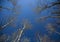 Winter Birch Canopy Into Blue Sky