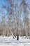 Winter birch forest. Snowing winter background.