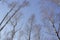 Winter birch forest tall birch forest landscape with blue sky