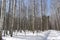 Winter birch forest tall birch forest landscape with blue sky