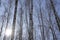 Winter birch forest tall birch forest landscape with blue sky