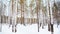 winter birch grove