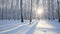 Winter birch grove at sunrise. Trees in the snow. Frosty weather.