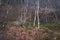 Winter Birch trees sharing a wood with dead Bracken