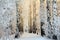 Winter birch woods in morning light