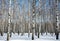 Winter birches on blue sky