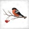 Winter Bird Bullfinch Tree Branches