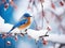 Winter bird photography blue bird on snow covered bush tree