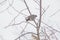 winter bird on the tree. waxwings