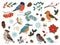 Winter birds and botanical elements. Forest and city feathered characters. Spruce twigs. Seeds or berries. Sparrow and bullfinch
