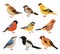 Winter birds. Isolated wild bird, cartoon chickadee bullfinch robin. Wildlife autumn forest animals, magpie and sparrow