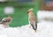 Winter birds waxwings are in the snowdrift