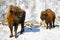 Winter bison