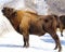 Winter bison