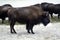 Winter bison buffalo