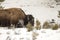 Winter bison feeding in Yellowstone National Park, Wyoming