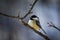 Winter Black-capped Chickadee With A Snow Covered Beak, On A Branch Resting