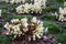 Winter blooming flowers in a garden, white blooms of Winter`s Bliss Hellebore as a nature background