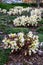 Winter blooming flowers in a parking lot garden median, white blooms of Winter`s Bliss Hellebore