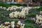 Winter blooming flowers in a parking lot garden median, white blooms of Winter`s Bliss Hellebore