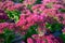 Winter blossoming garden plant, pink flowers of sedum ornamental plant