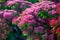 Winter blossoming garden plant, pink flowers of sedum ornamental plant