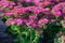 Winter blossoming garden plant, pink flowers of sedum ornamental plant