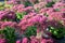 Winter blossoming garden plant, pink flowers of sedum ornamental plant