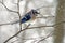 Winter Bluejay