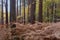 Winter Bracken & pine tree`s