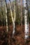 Winter Bracken & Silver Birch trees.