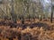 Winter bracken and trees at Skipwith Common, North Yorkshire, England