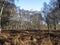 Winter bracken and trees at Skipwith Common, North Yorkshire, England