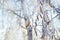 Winter branches of tree. Frost covered birch tree branches