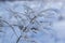 Winter branches of trees in hoarfrost on background snow and white sky