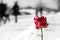 Winter bright red rose black and white background