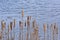Winter bullrush reed along the water