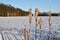 Winter bullrushes in front of a snow covered field in the Netherlands