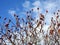 Winter bush and beautiful cloudy sky