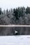 Winter calm landscape on a river with a white swan. Finland, river Kymijoki