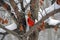 Winter Cardinal