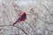 Winter cardinal