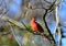 Winter Cardinal