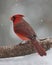 Winter Cardinal