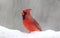 Winter Cardinal in a Blizzard