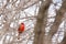 Winter: Cardinal in a Snow Covered Tree