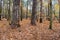 A Winter Carpet of leaves in Pine Forest